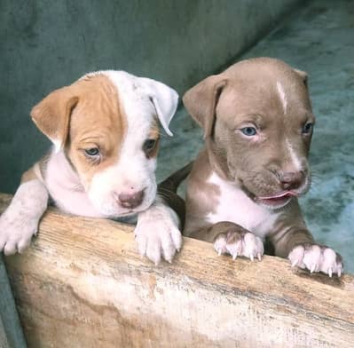 pittbull dog