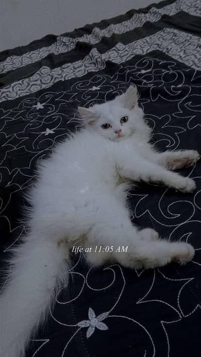 white Persian cat