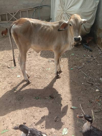 Bachri for sel