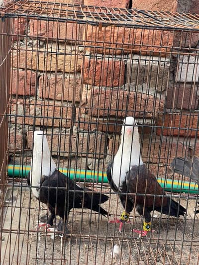 karbali breeder pair