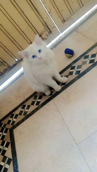 white cat