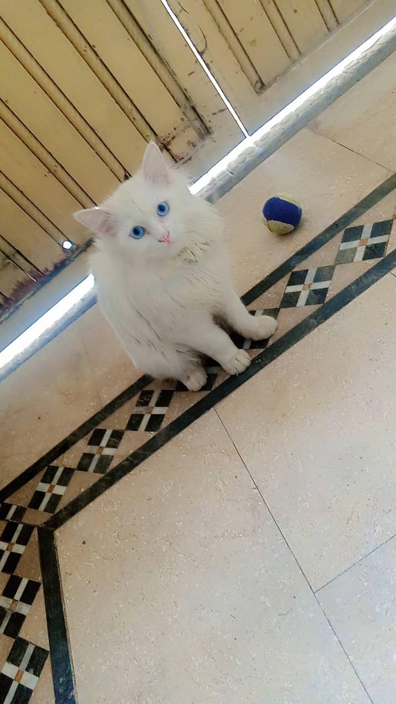 white cat 0