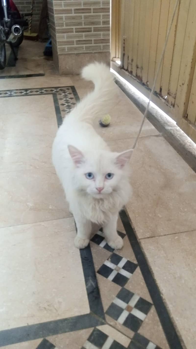 white cat 1