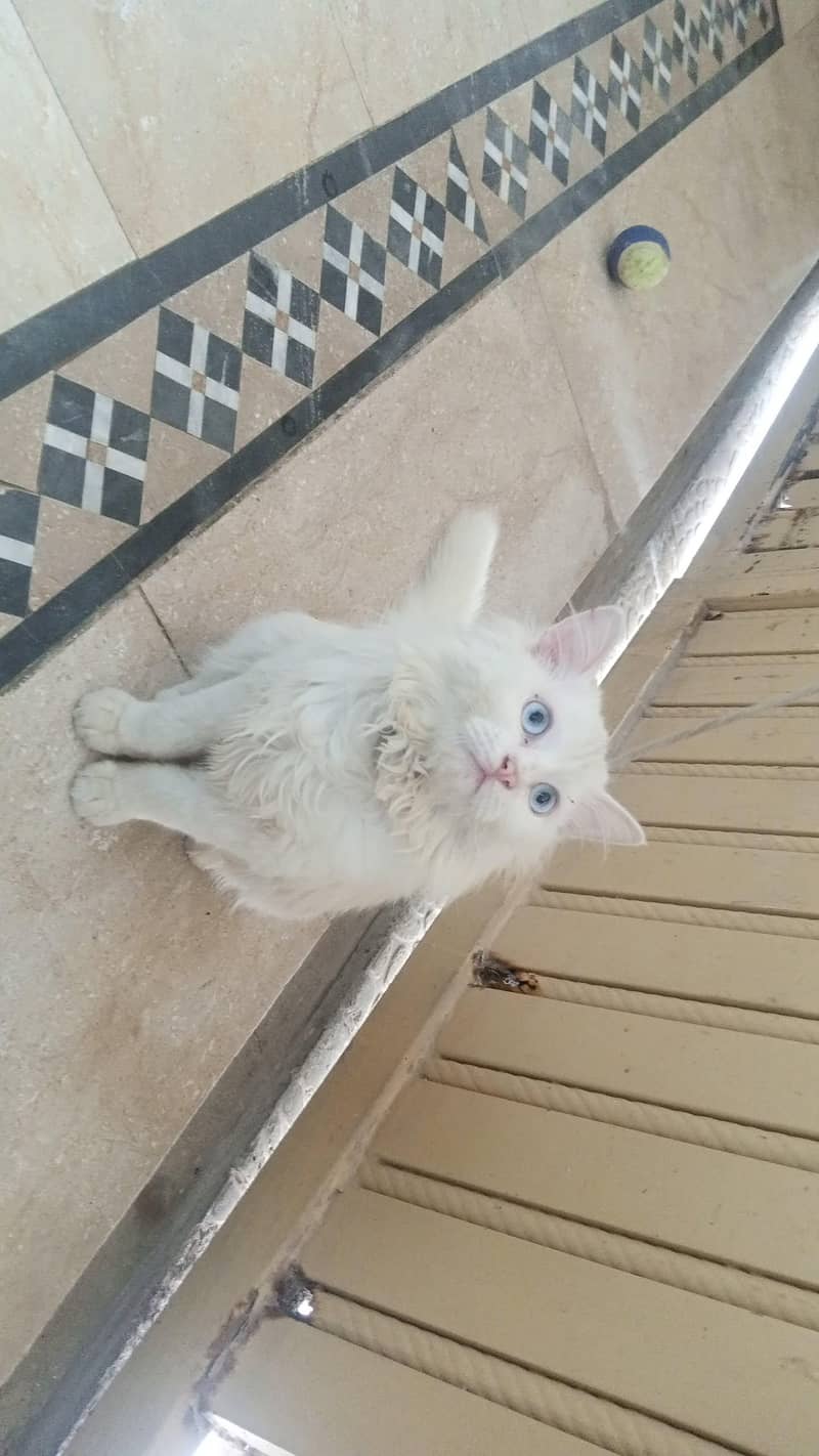 white cat 2
