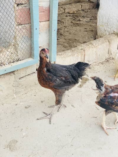 Golden misri desi hens organic feed par tyar