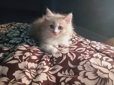Persian kitten for sale