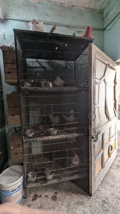 cages of birds
