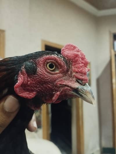 lasani breeder male