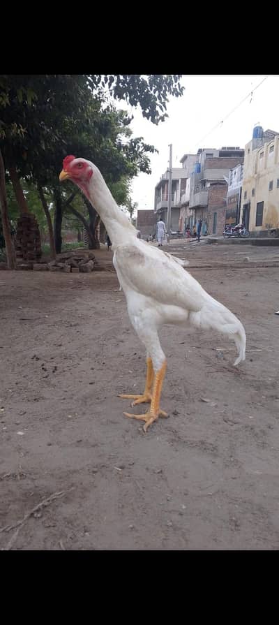 German king o shamo