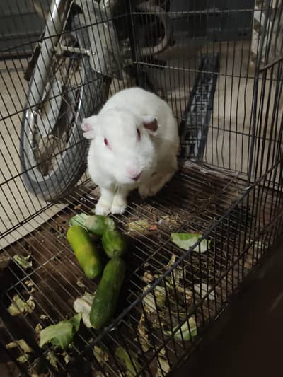 newsland white rabbit