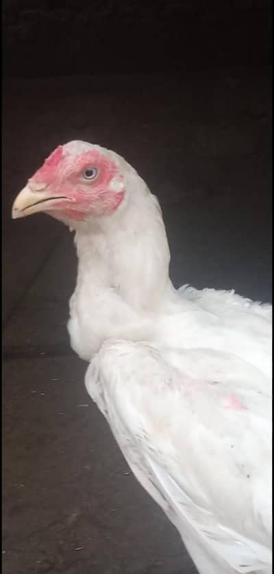white asil badmi nok nali blue eyes 3.5 years Bacha han
