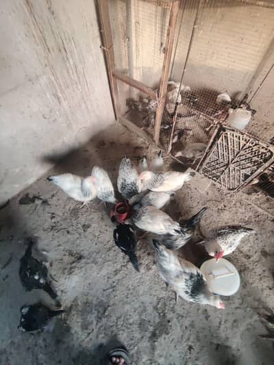 healthy active chick's available