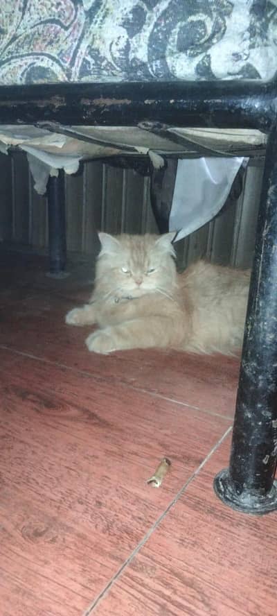 Koko cat