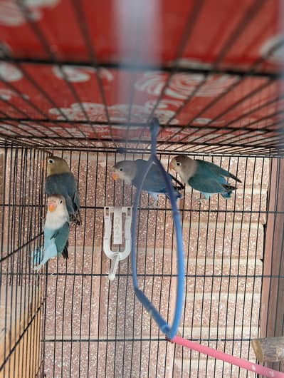 Love birds and finch breeder pair with cage