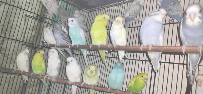 16 pair Budgies