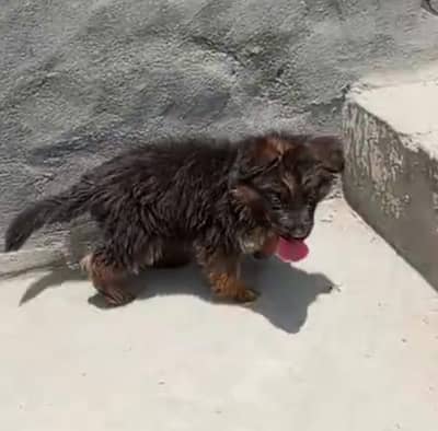 German Shepherd Puppy Available for sale