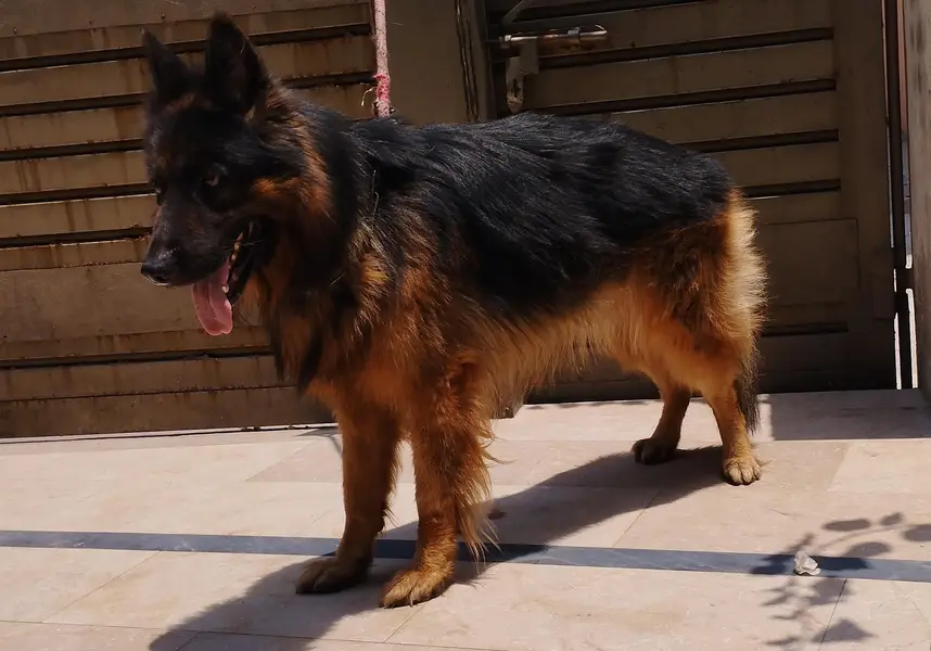 German Shepherd Male for Stud/Cross