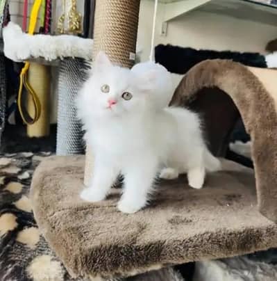 (Persian female kitten) (for sale all) (Pakistan delivery available)