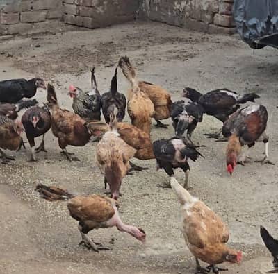 dasi and golden misri hens