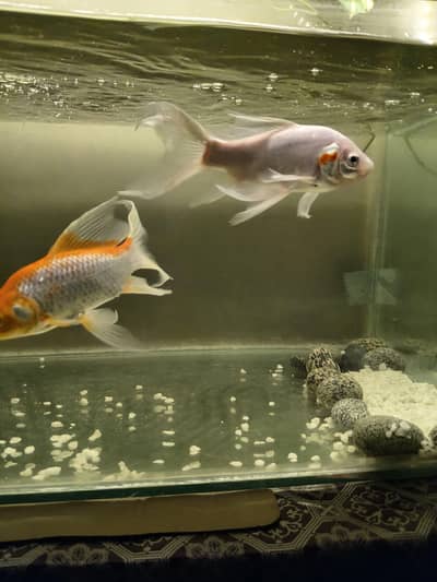 Healthy & Active  Goldfish for Sale