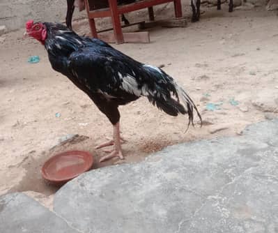 JAGRI MOSKA MURGA