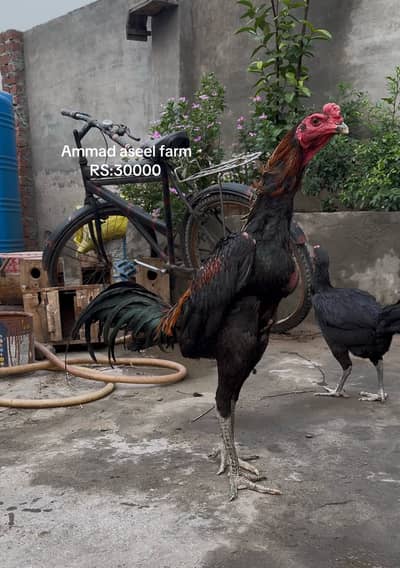 Dragon-burmi-pakoya all type of aseel morgha or morghain 03020448380