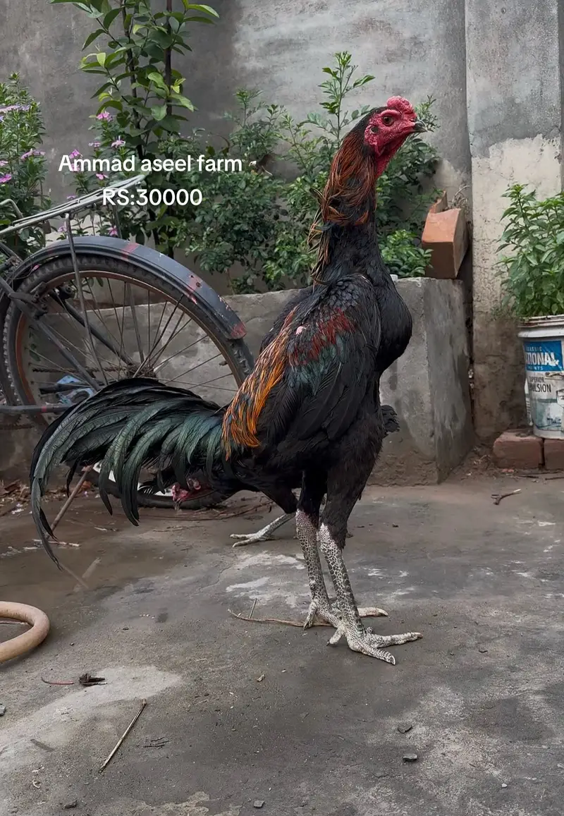 Dragon - burmi - pakoya all type of imported aseel available 030204483 — photo 4