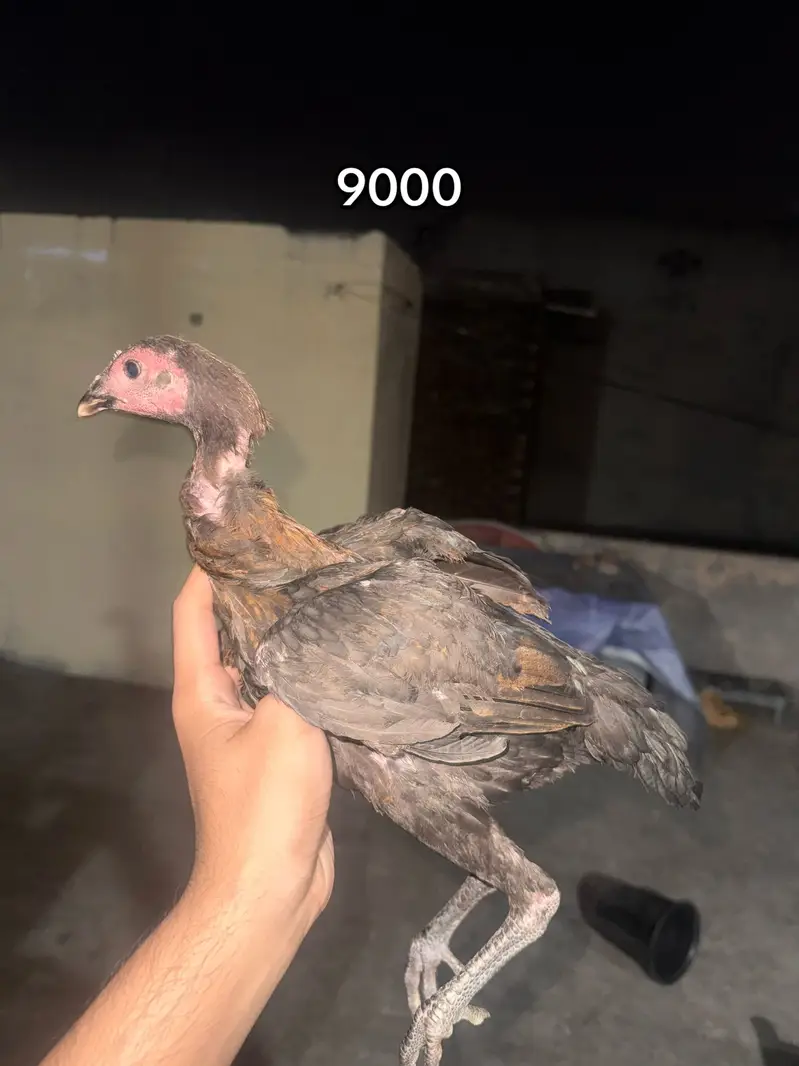 Dragon - burmi - pakoya all type of imported aseel available 030204483 — photo 7