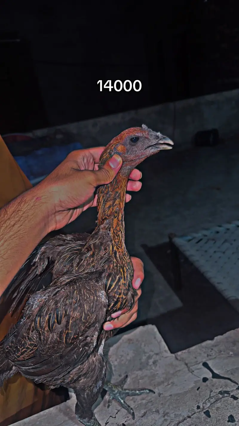 Dragon - burmi - pakoya all type of imported aseel available 030204483 — photo 11