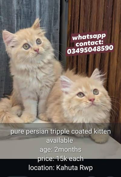 pure persian tripple coated kittens for sale
