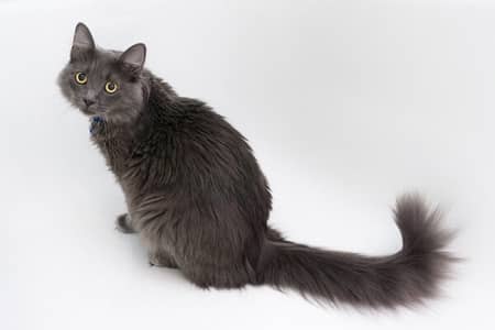 persian male cat 7 months