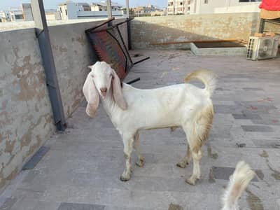 Andu Baka for sell
