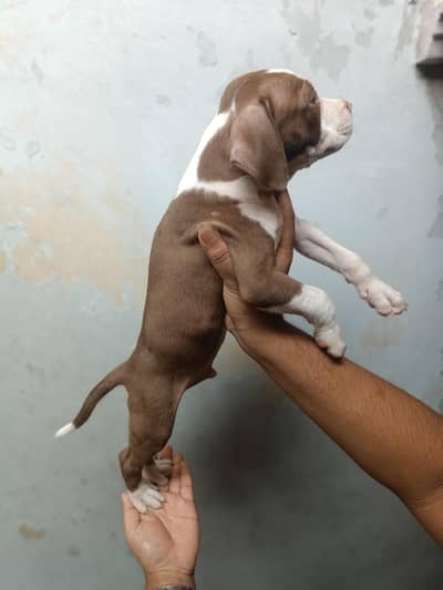 American Pitbull