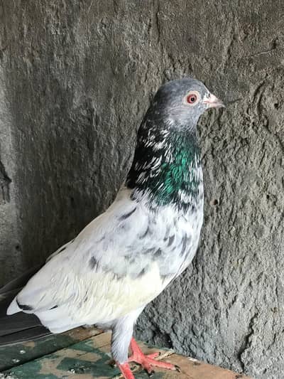 golden male dub wala male breeder