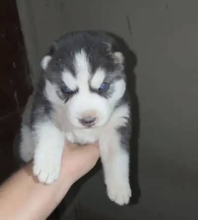 Husky puppy 40days male blue eyes