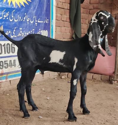 BREEDER QUALITY AMRATSARI MALE 2 APROX MONTH AGE