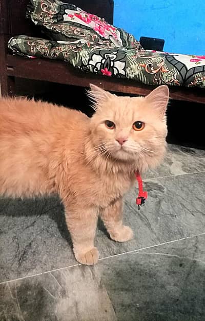 2 coated male cat