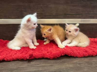persian cats