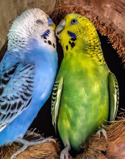 Australian pair for sale
