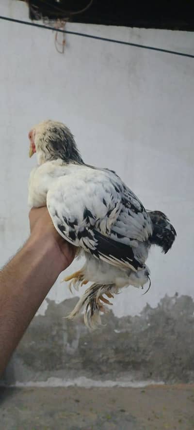Bantam hens for sale fully active. 0308 6512908