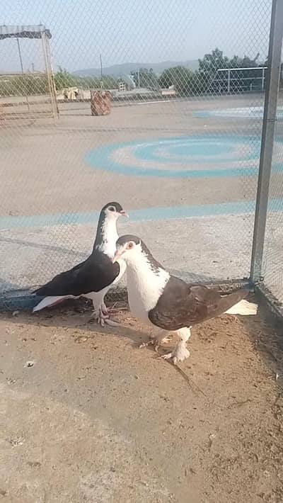 Fancy pigeon
