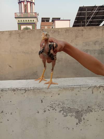 pure assel Sindhi breed ka female bacha