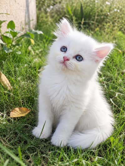 Persian Kitten | Persian cats | Buy White kittens