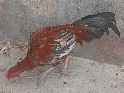 aseel murgh