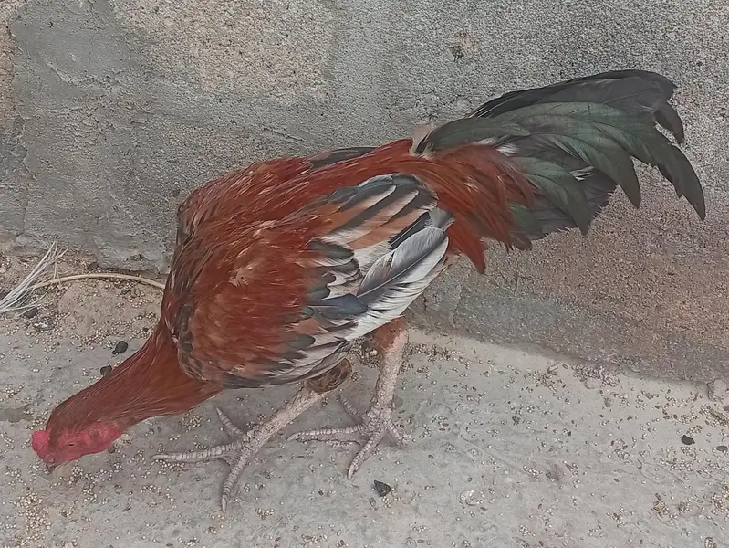 aseel murgh