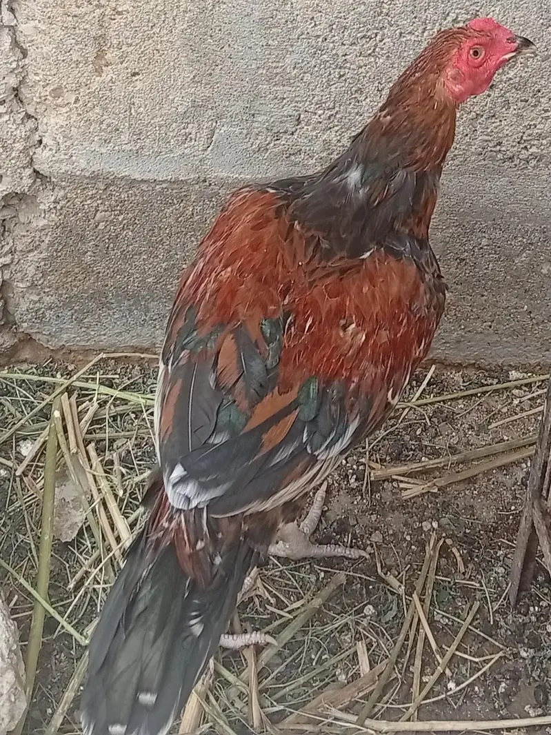 aseel murgh — photo 2