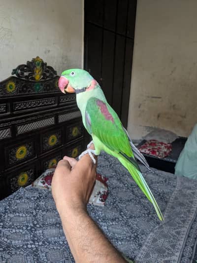 jambo size male