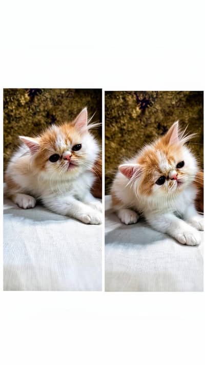Peke Punch Face  Male Kitten
