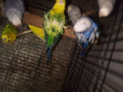 hogoromo pair active birds