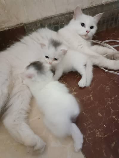 Persian punch face cat and 3 kitten for sale